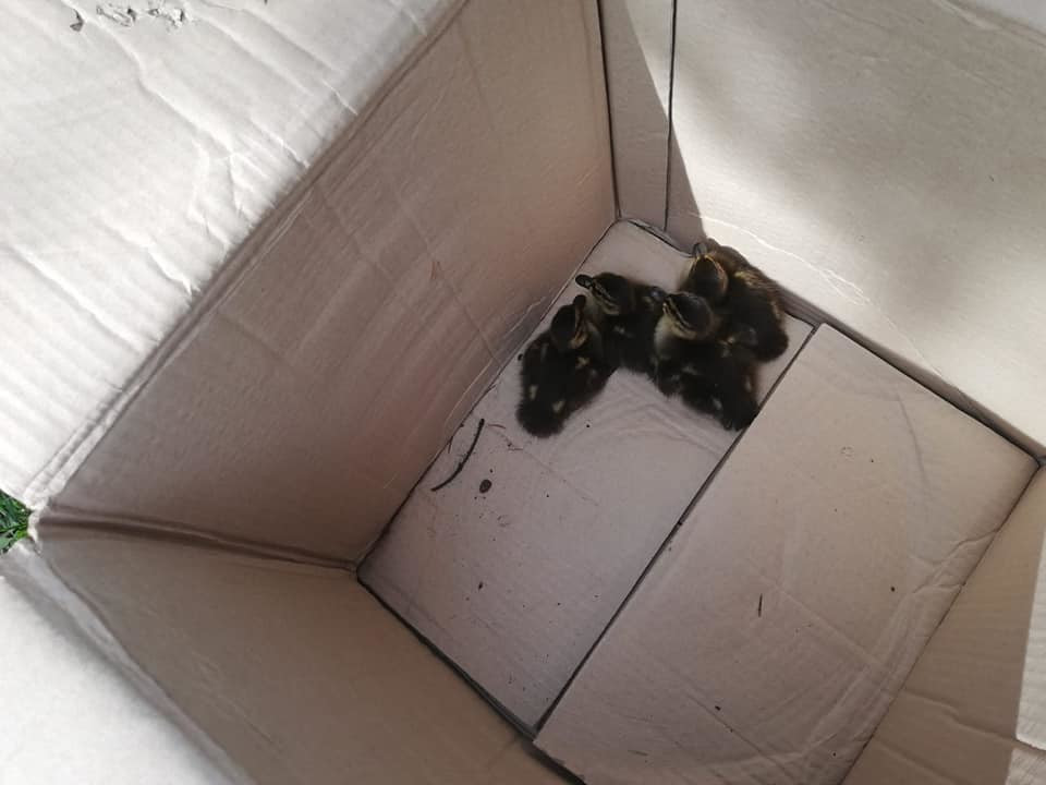 184784418_906239600228680_2766231189213989525_n