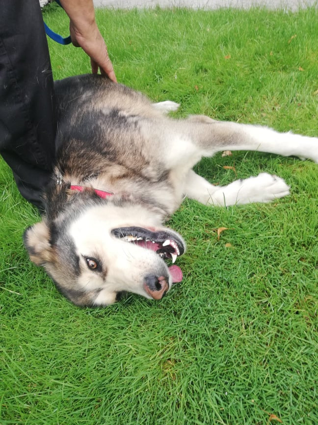 234733892_696691211732781_1678817722600486205_n