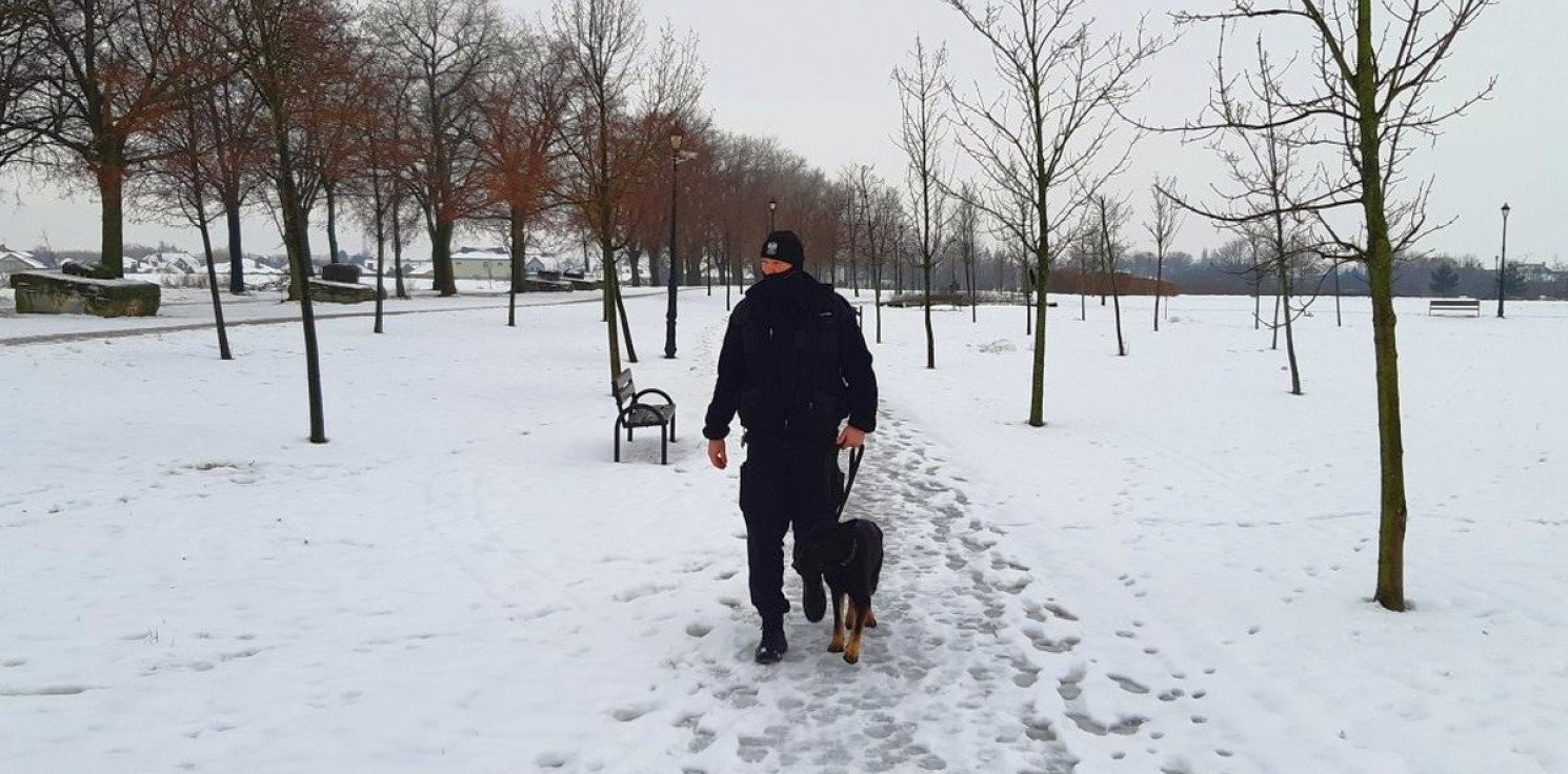 Inowrocław - Psy policyjne trenują podczas służby także zimą 