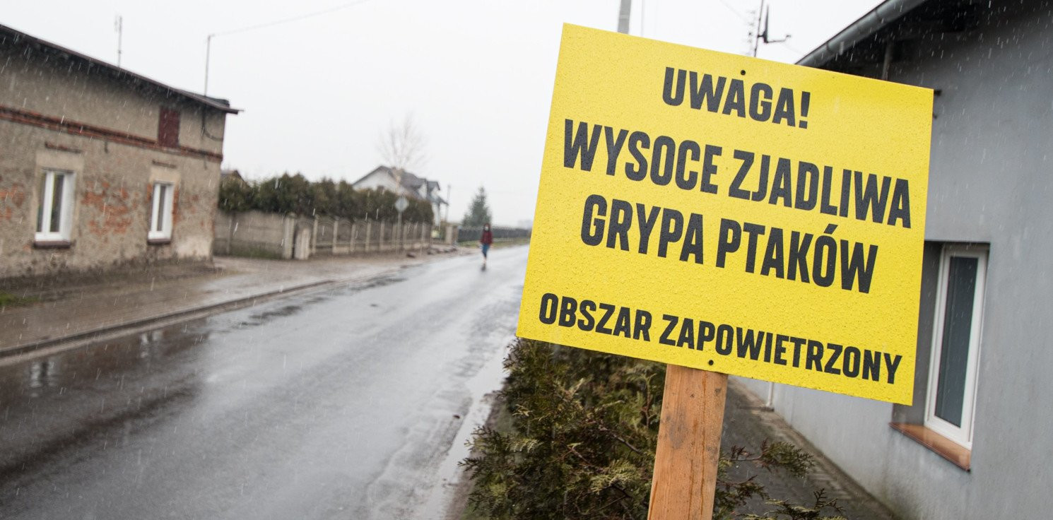 Inowrocław - Ptasia grypa w Dulsku. Lista miejsc zagrożonych