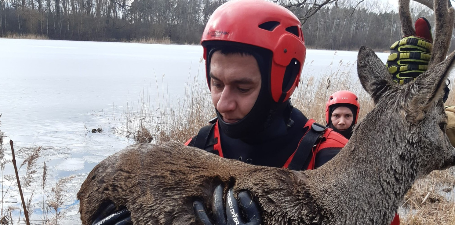 Inowrocław - Strażacy uratowali młodego koziołka