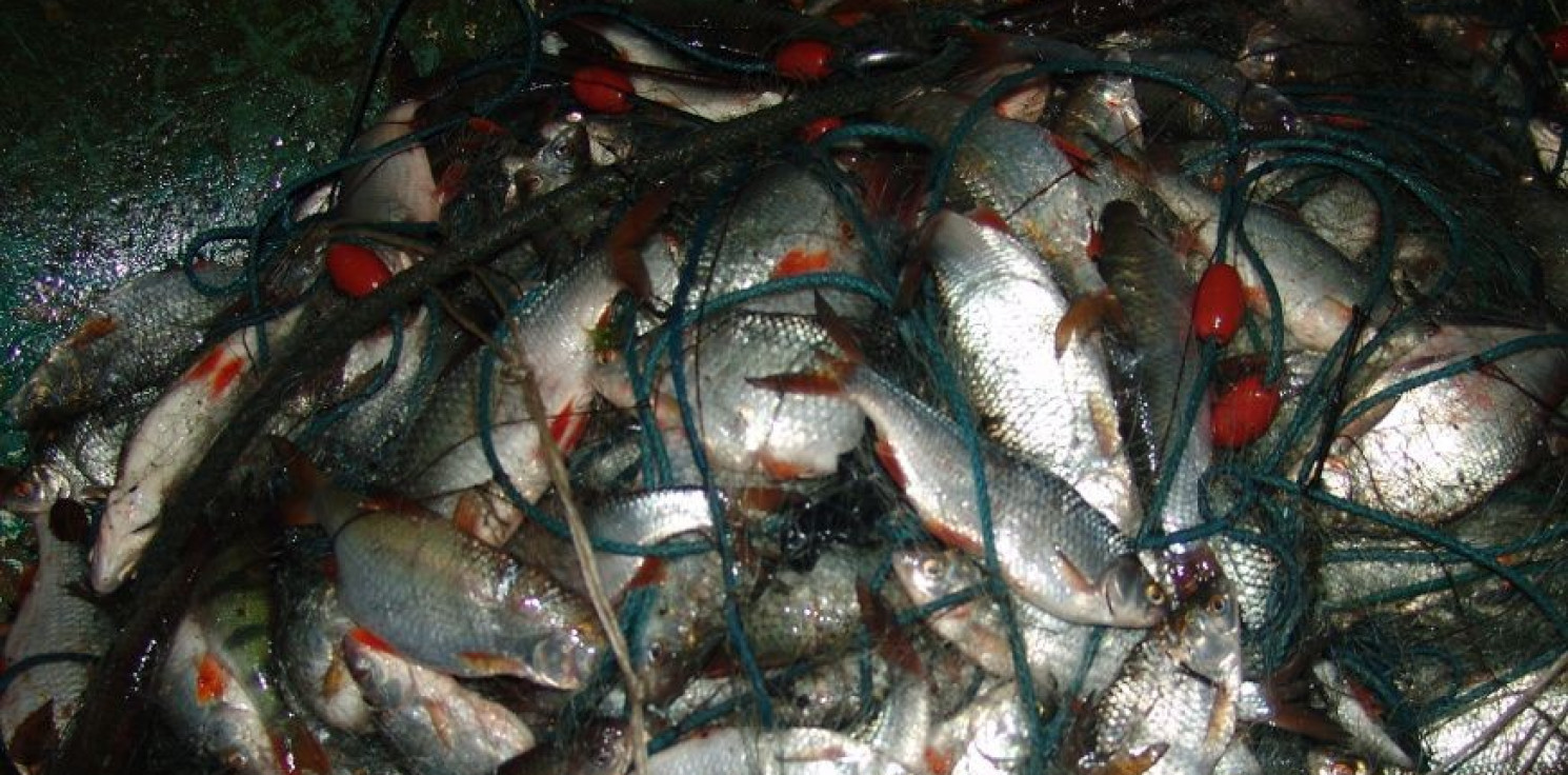 Pakość - Nielegalnie odławiali ryby. Grozi im więzienie