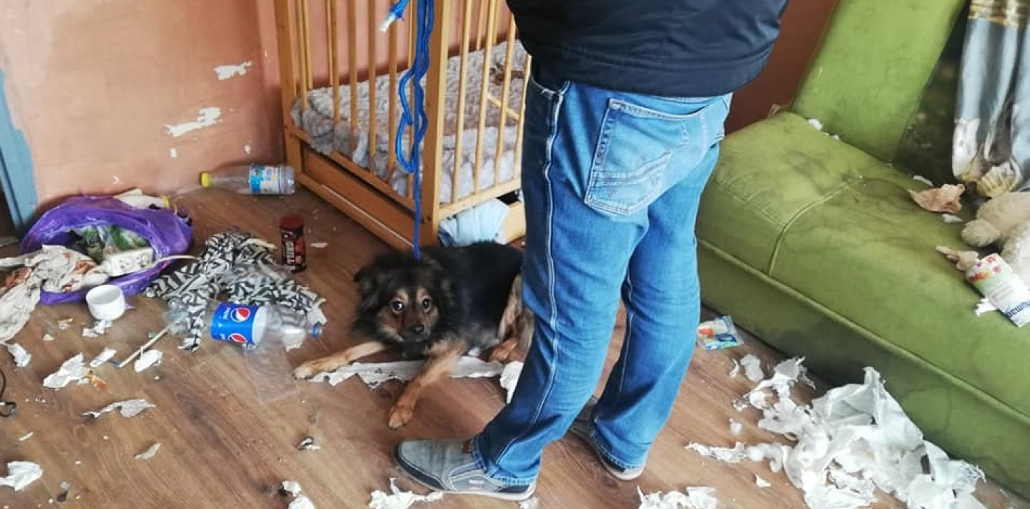 Inowrocław - Bez wody i karmy od kilku dni. Psa uratowali sąsiedzi