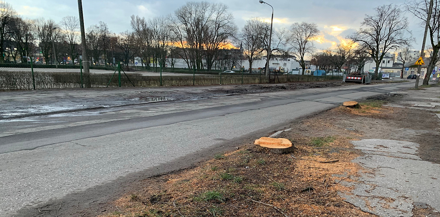 Inowrocław - Drzewa idą pod topór. Zmiany przy targu