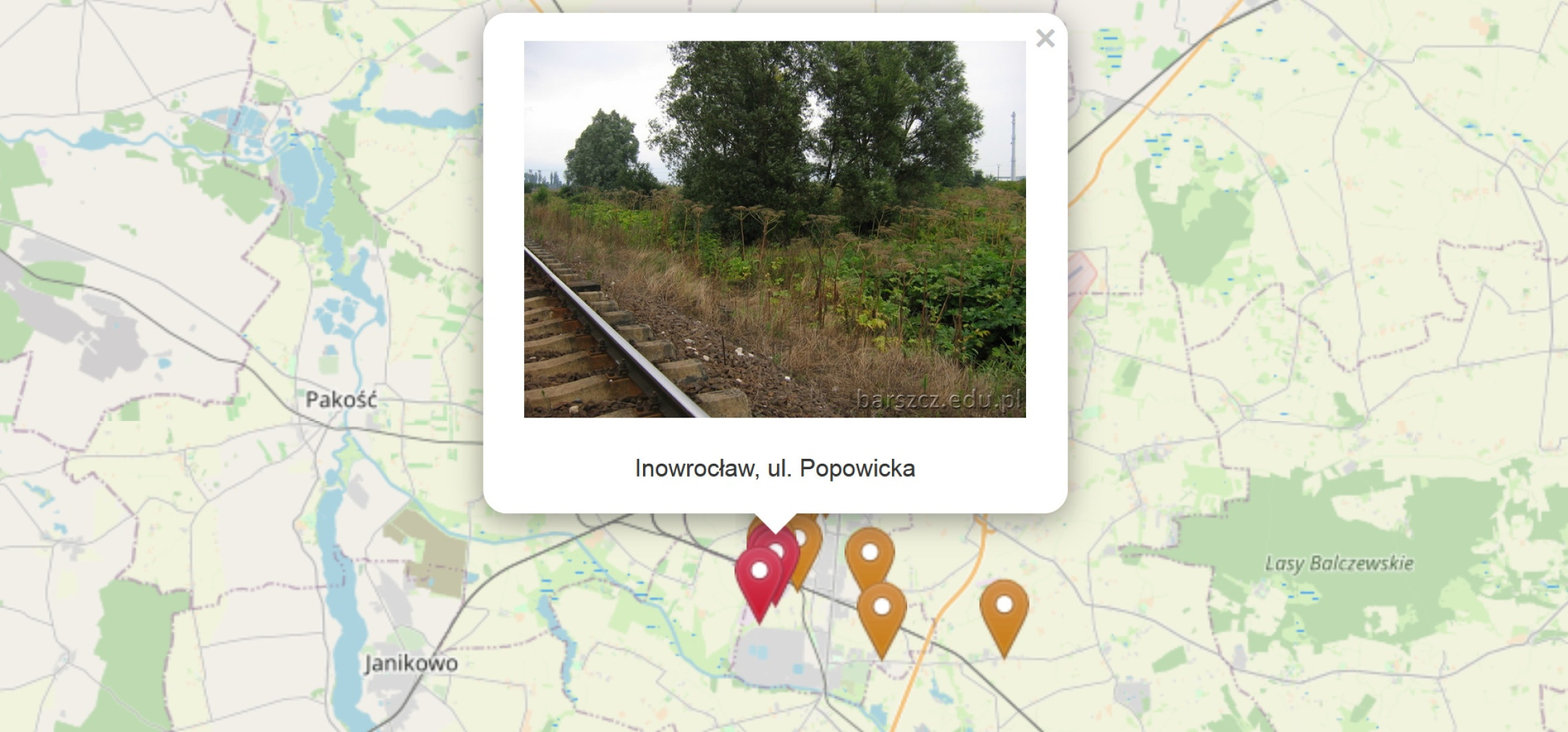 Inowrocław - Gdzie napotkamy barszcz Sosnowskiego? Jest mapa