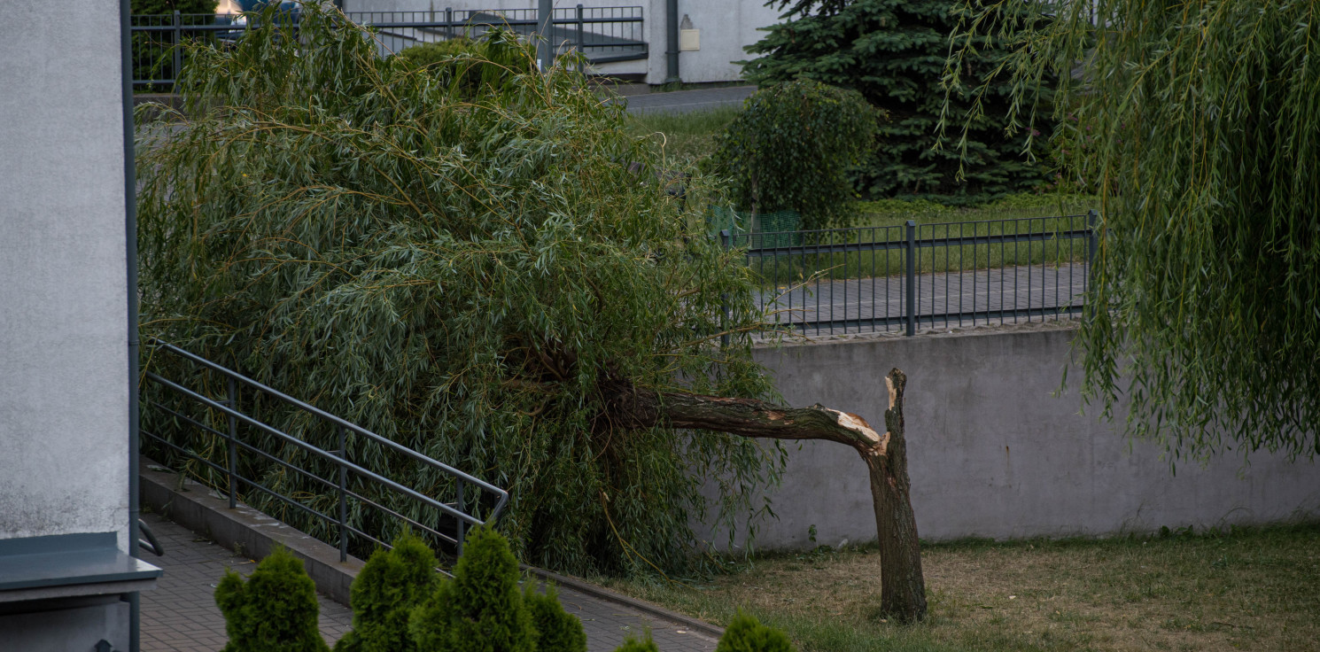 Inowrocław - Wiatr złamał drzewo na Solnie. Jest nagranie