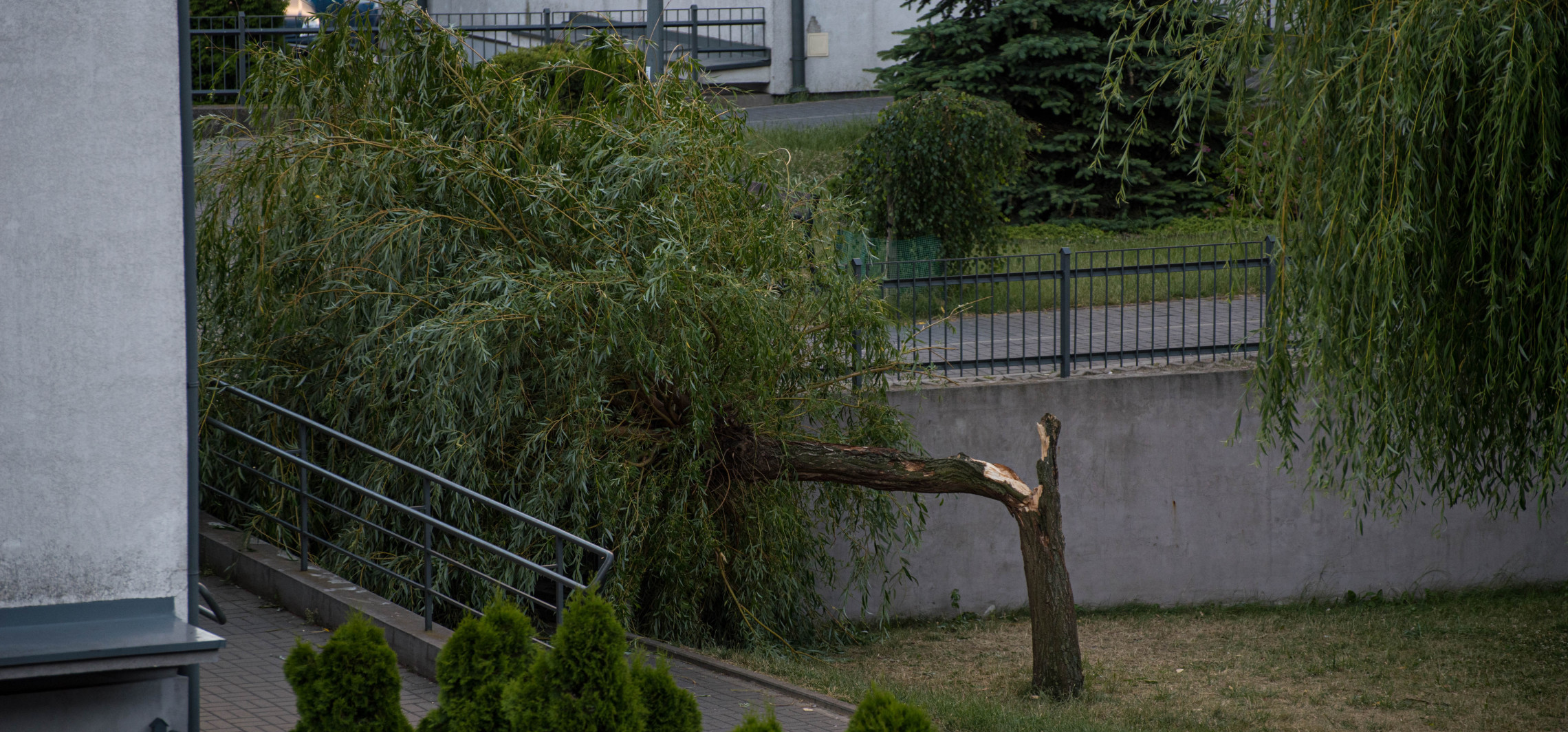 Inowrocław - Wiatr złamał drzewo na Solnie. Jest nagranie