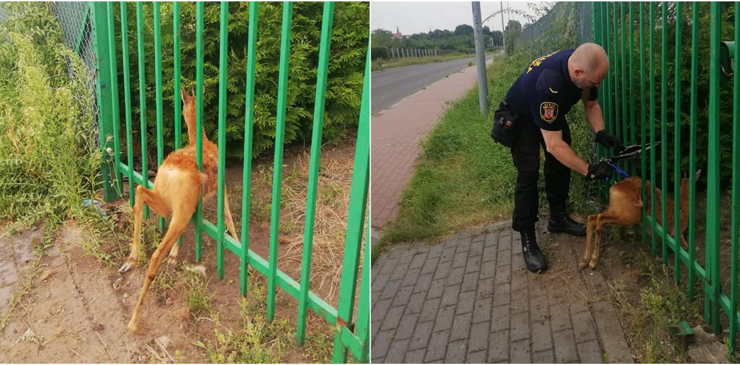 Inowrocław - Sarna utknęła w ogrodzeniu. Już jest na wolności