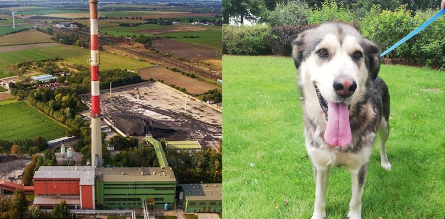 Inowrocław - ZEC ma nowego członka załogi. Poznajcie Maksa