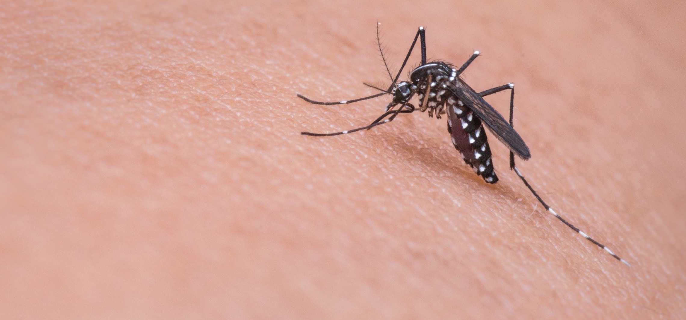 Inowrocław - Zielona środa: sposoby na komary