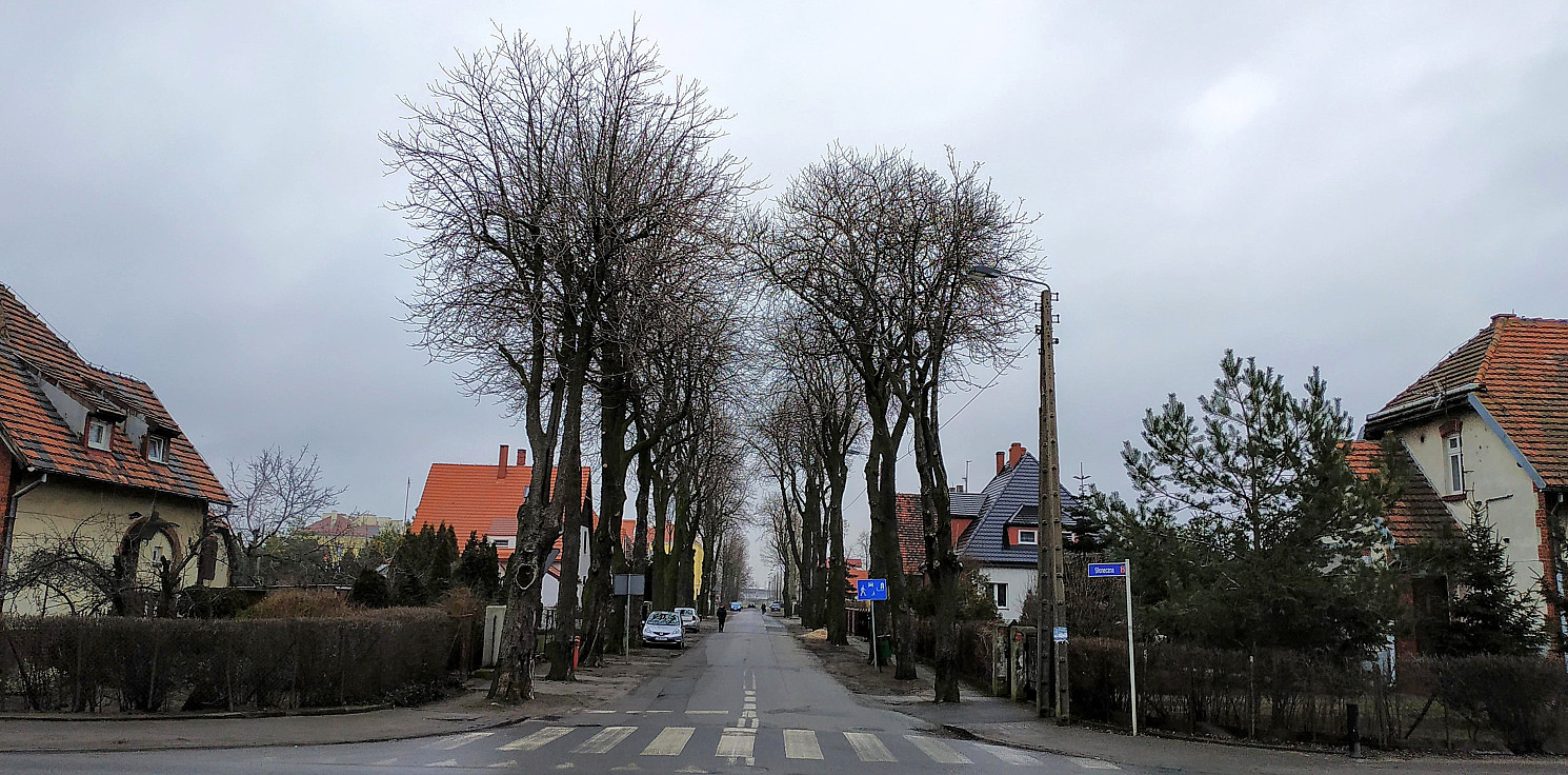 Inowrocław - Z tej ulicy wkrótce wytną kilkadziesiąt drzew