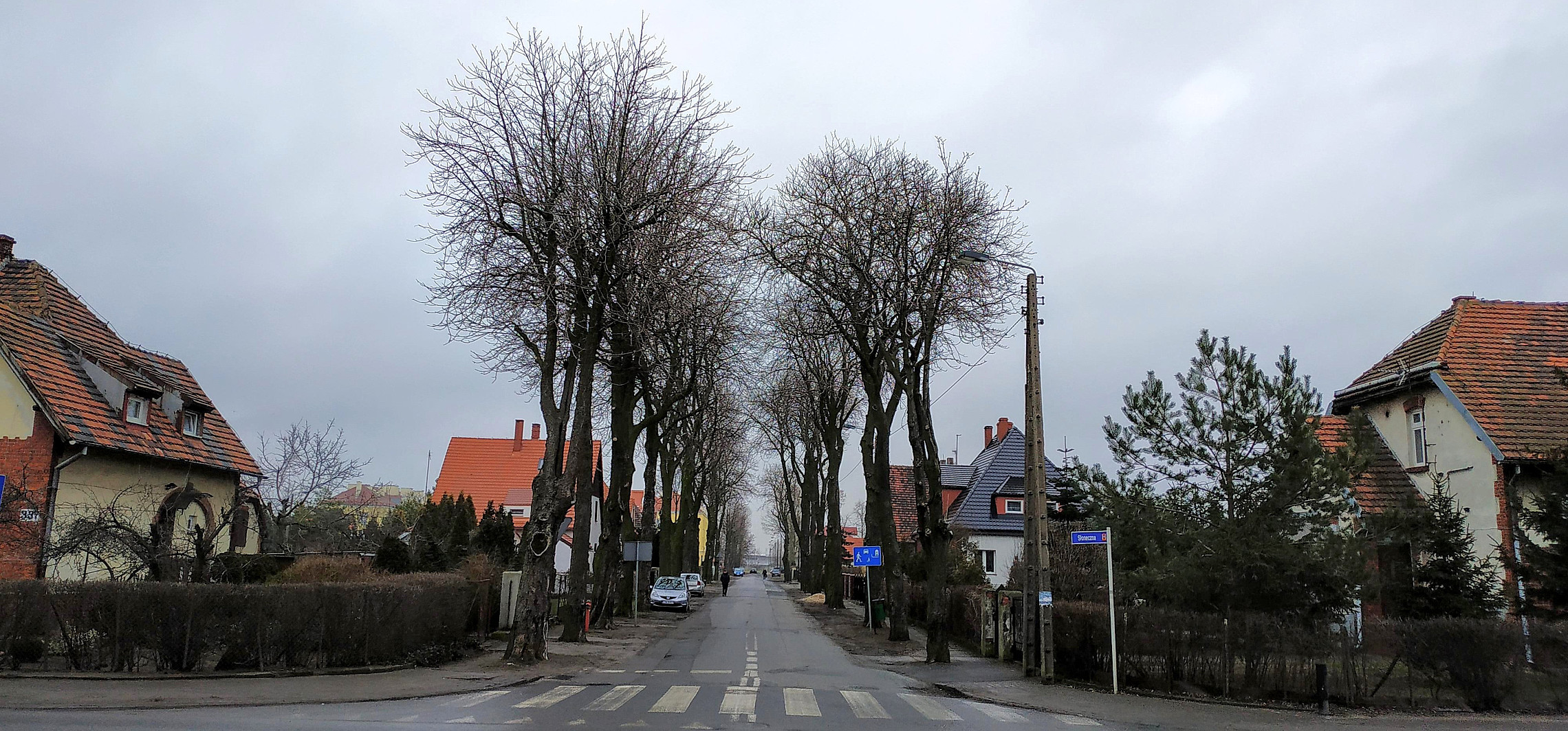 Inowrocław - Z tej ulicy wkrótce wytną kilkadziesiąt drzew