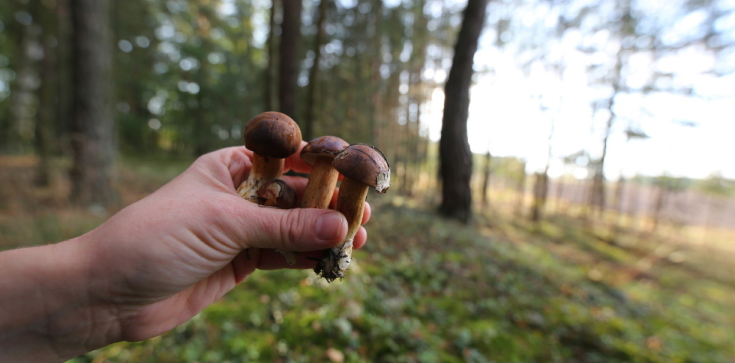 Kraj - W polskich lasach mamy 1,4 tys. gatunków grzybów jadalnych