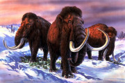 Za sześć lat może urodzić się mamut. Pierwszy od 10.000 lat