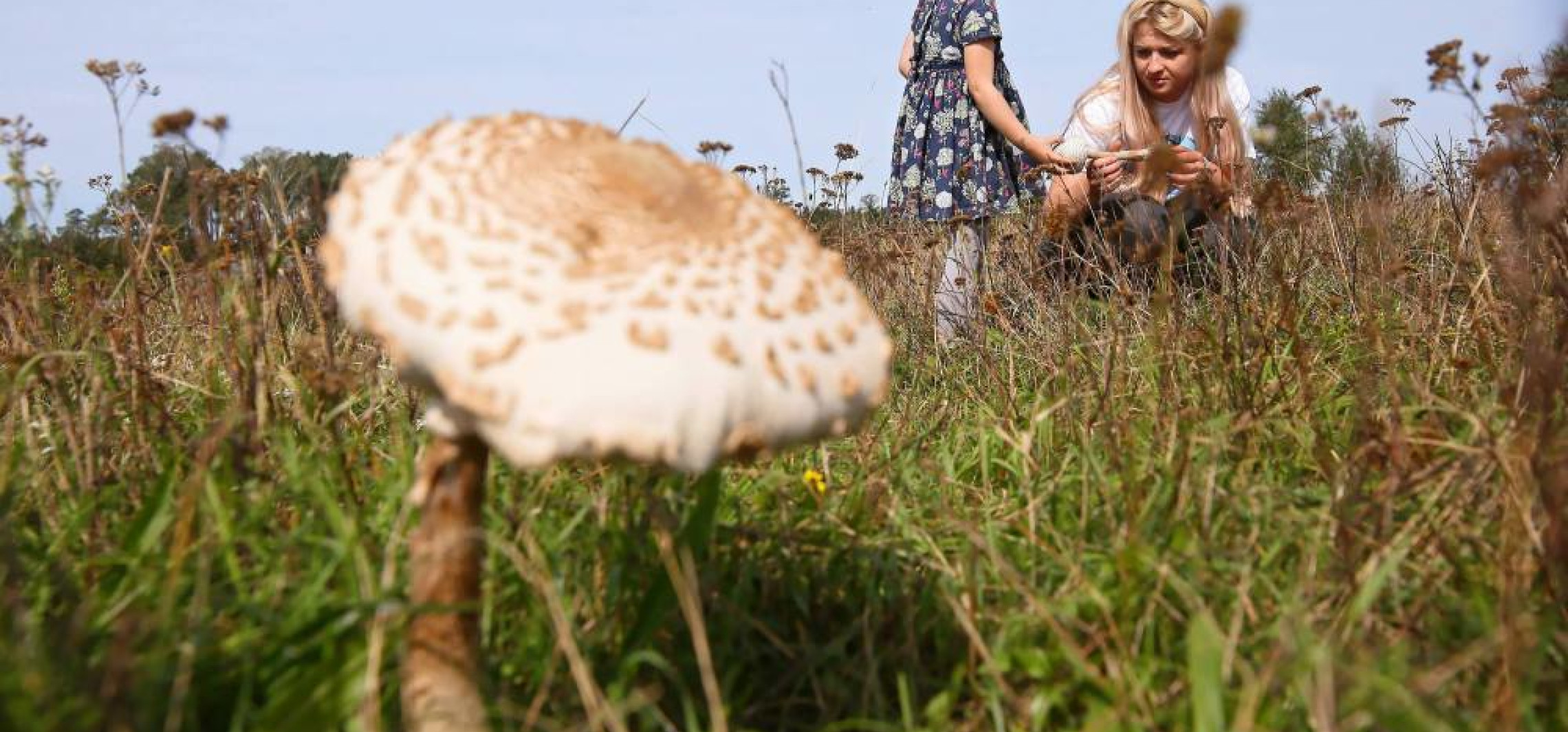 Zbiory grzybów w polskich lasach szacuje się średnio na ok. 100 tys. ton rocznie