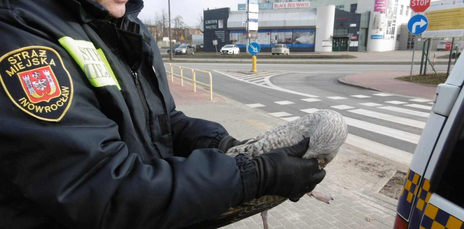 Inowrocław - Pomogli rannej rybitwie, chodzącej po ulicy