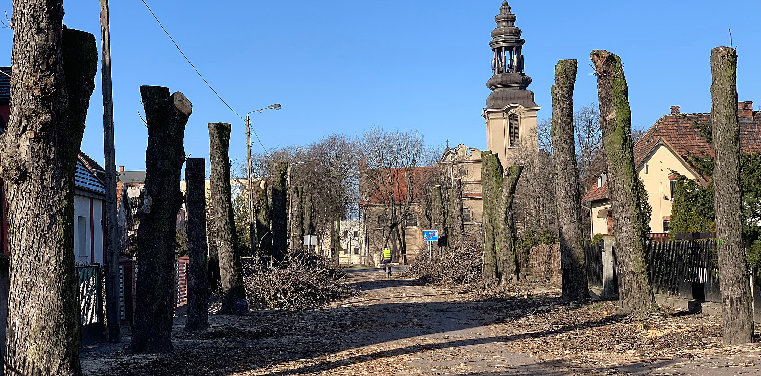 Inowrocław - Wycinka drzew w Mątwach
