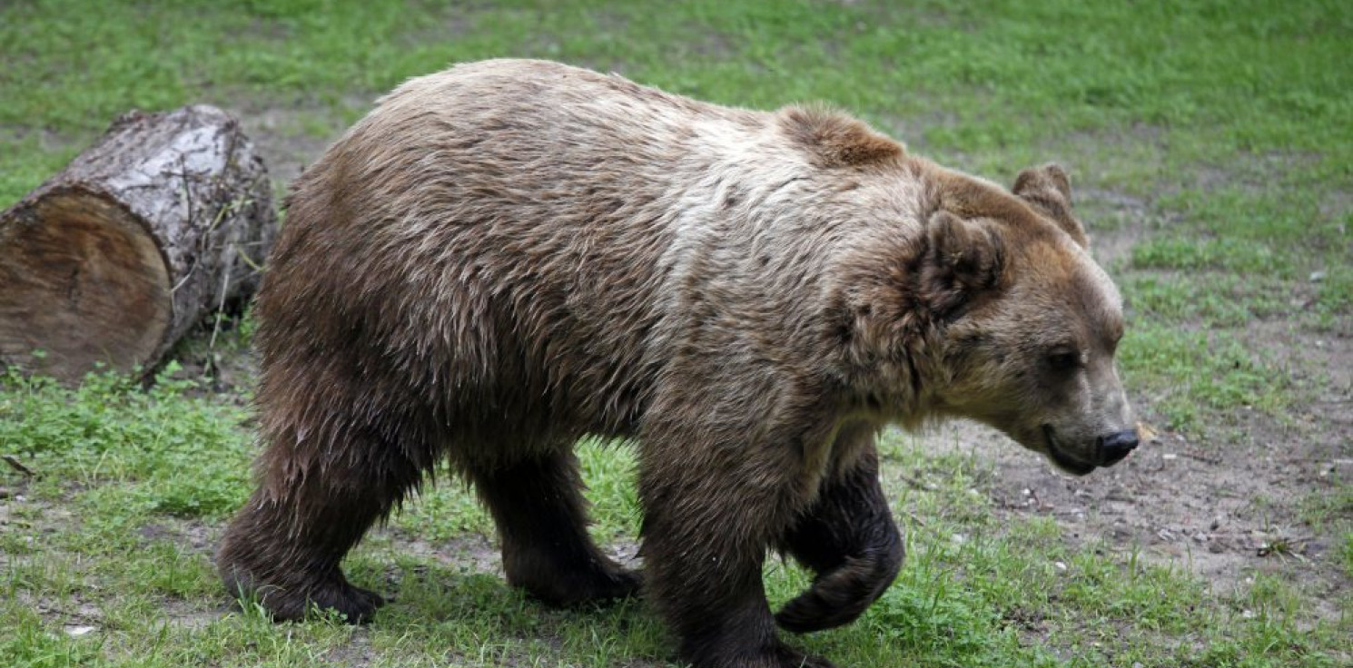 Kraj - Tatry: 72-latek chciał zrobić selfie z niedźwiedziem, został ugryziony