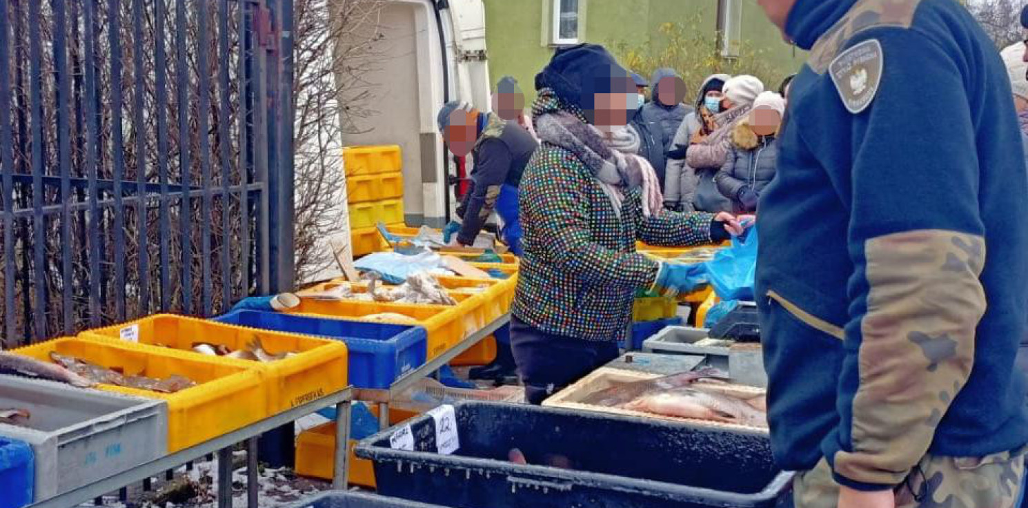 Radziejów - Policjanci kontrolują stoiska z rybami i choinkami