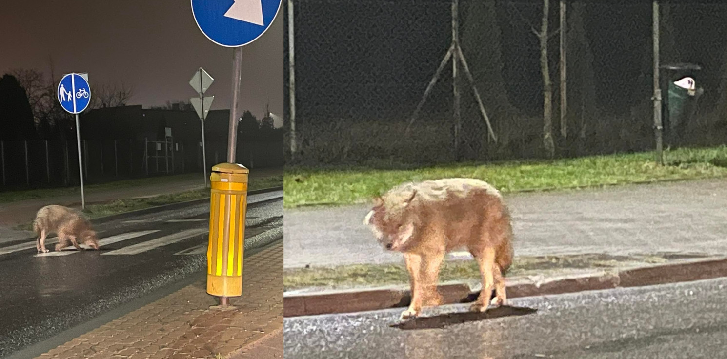 Inowrocław - Wilk na ulicy Pileckiego. Czy jest się czego bać?