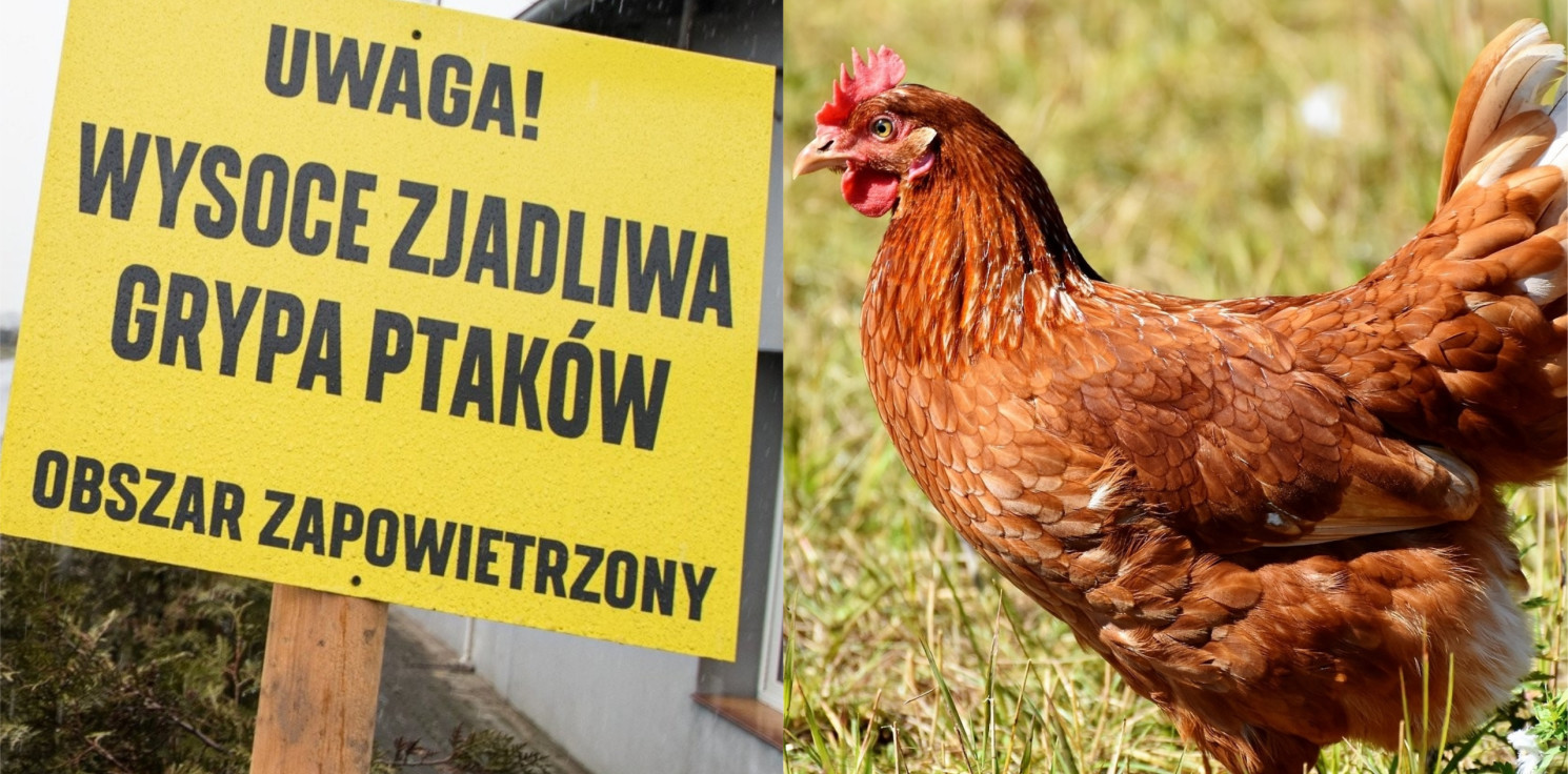 Gmina Inowrocław - Ptasia grypa w Marcinkowie pod Inowrocławiem! Wydano zalecenia
