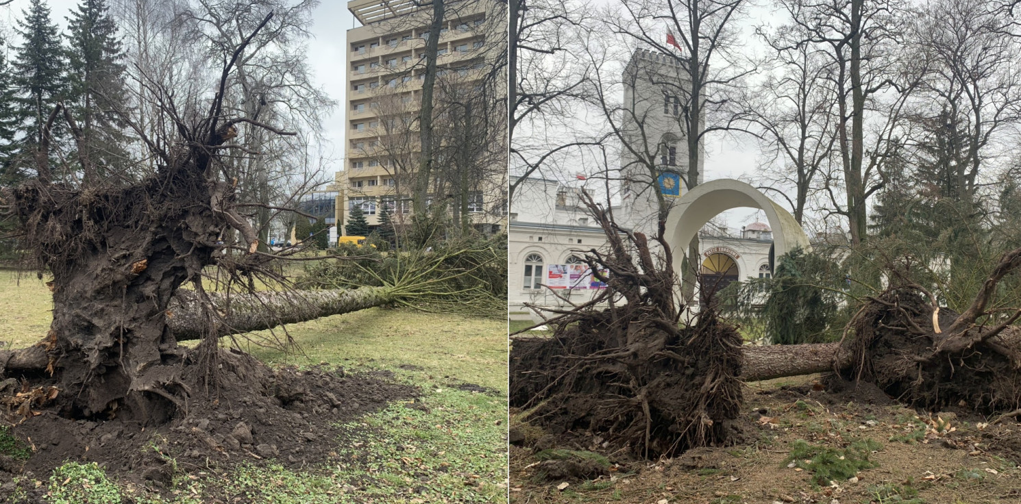 Inowrocław - Wichura powaliła drzewa w Parku Solankowym