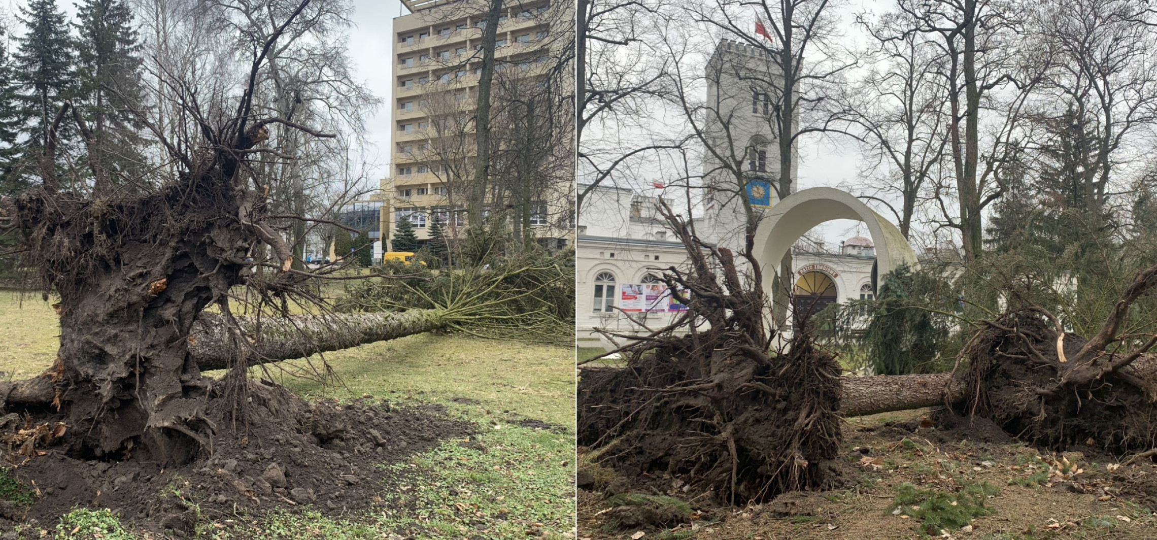 Inowrocław - Wichura powaliła drzewa w Parku Solankowym