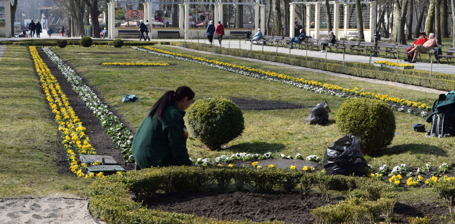 Inowrocław - Posadzą w mieście 20 tysięcy sztuk tych kwiatów