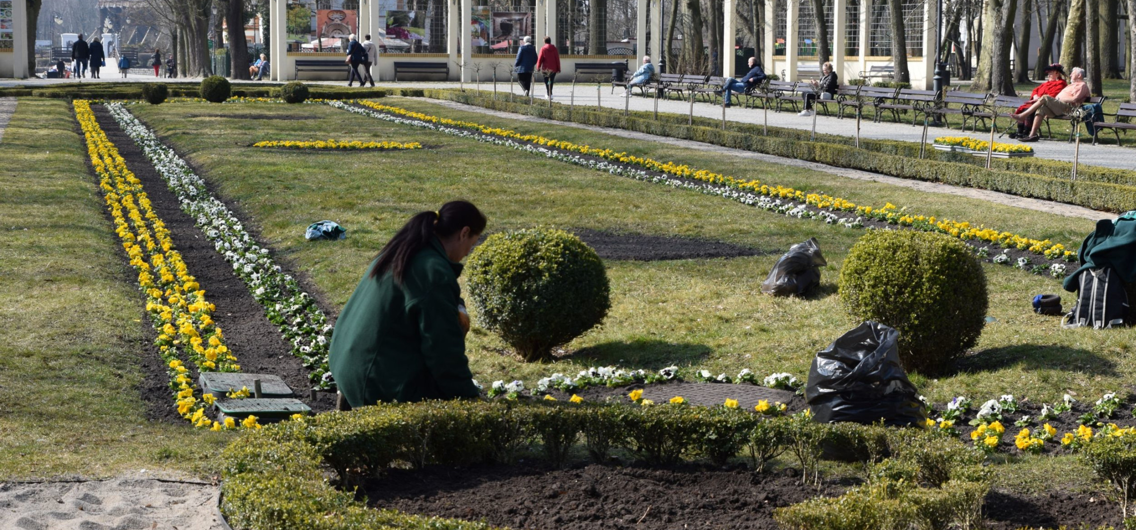 Inowrocław - Posadzą w mieście 20 tysięcy sztuk tych kwiatów