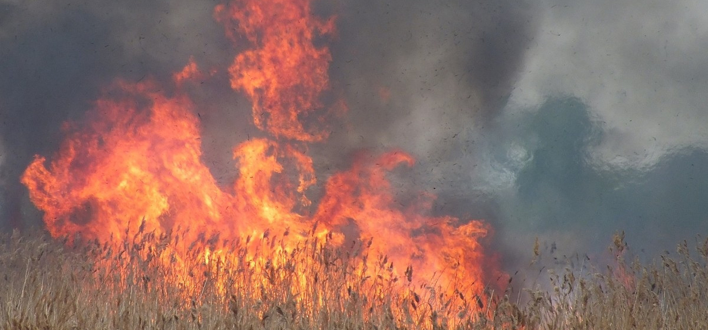 Inowrocław - Duży pożar trzcinowisk nad Gopłem