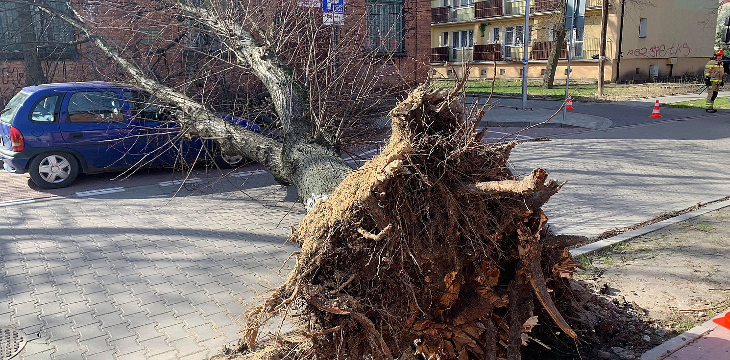 Inowrocław - Wiatr przewrócił drzewo na jezdnię i samochód