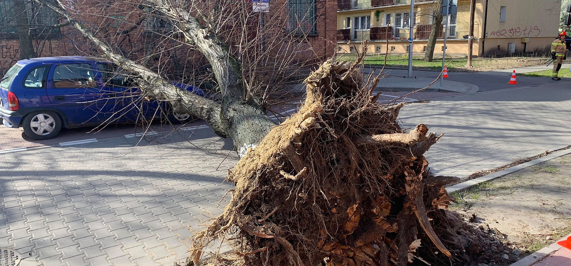 Inowrocław - Wiatr przewrócił drzewo na jezdnię i samochód