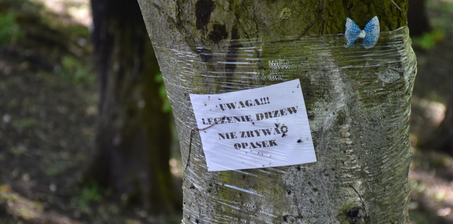 Inowrocław - Opaski na kasztanowcach. Tak miasto leczy drzewa w Solankach i nie tylko