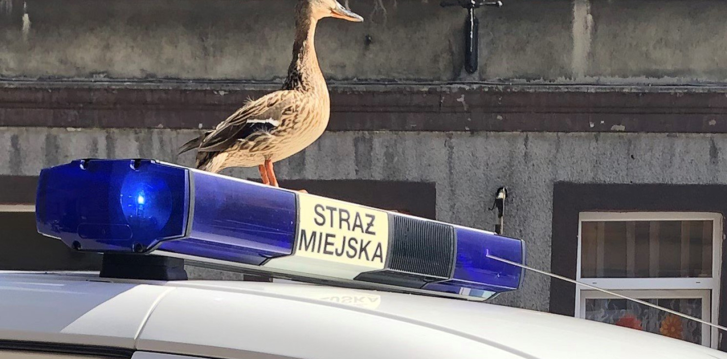 Inowrocław - Kaczuszka narobiła zamieszania. Na ratunek strażnicy 