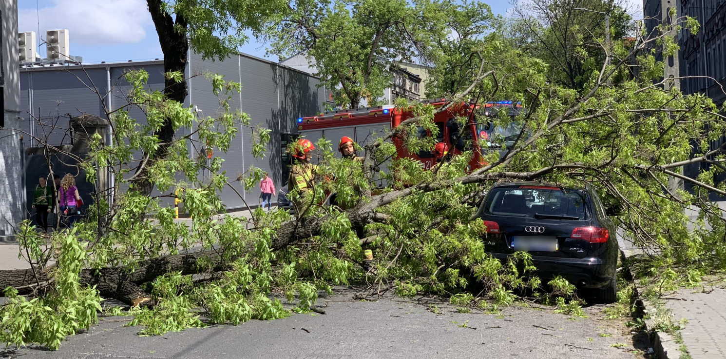 Inowrocław - W centrum miasta drzewo spadło na samochód