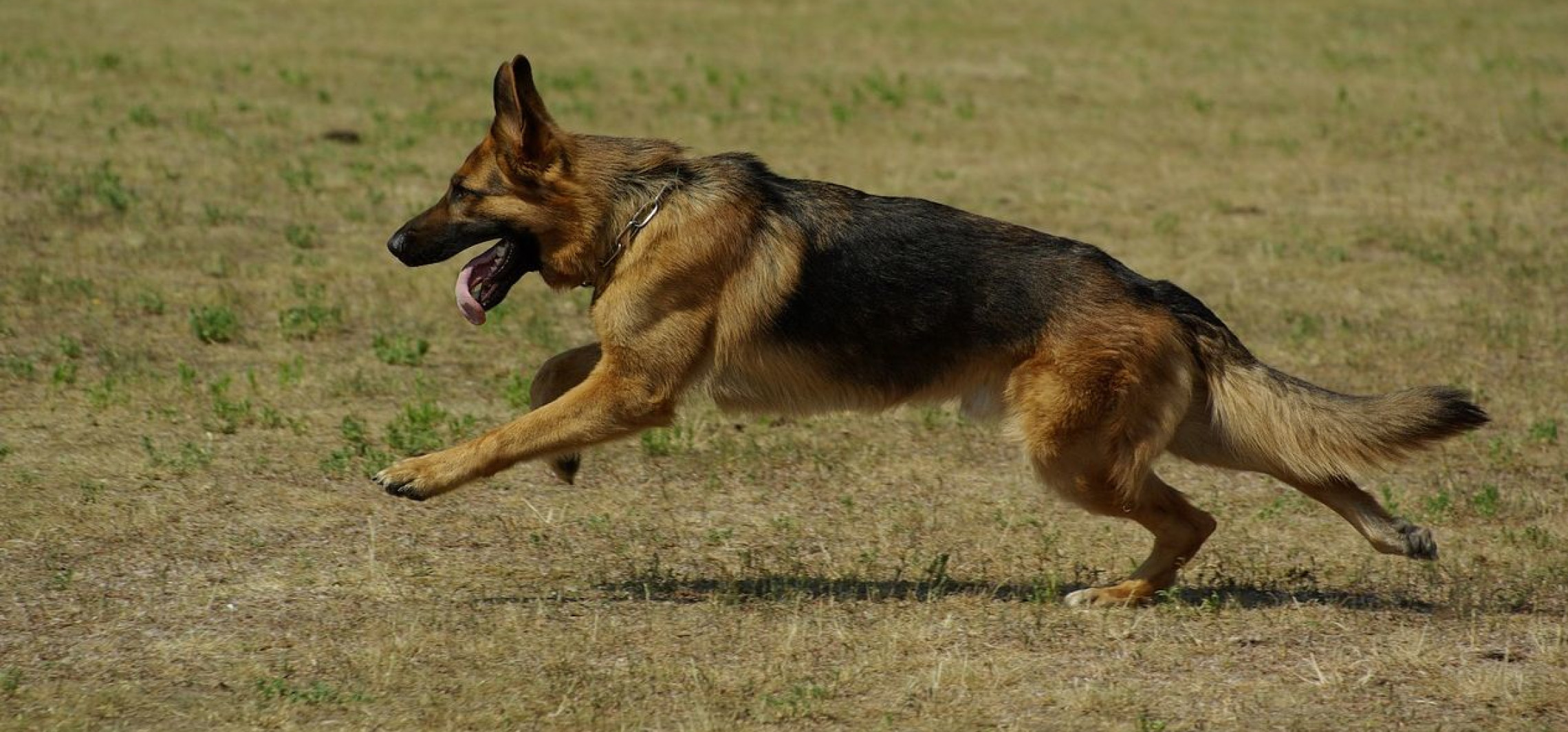 Inowrocław - Pies zaatakował innego psa. Jest apel policji