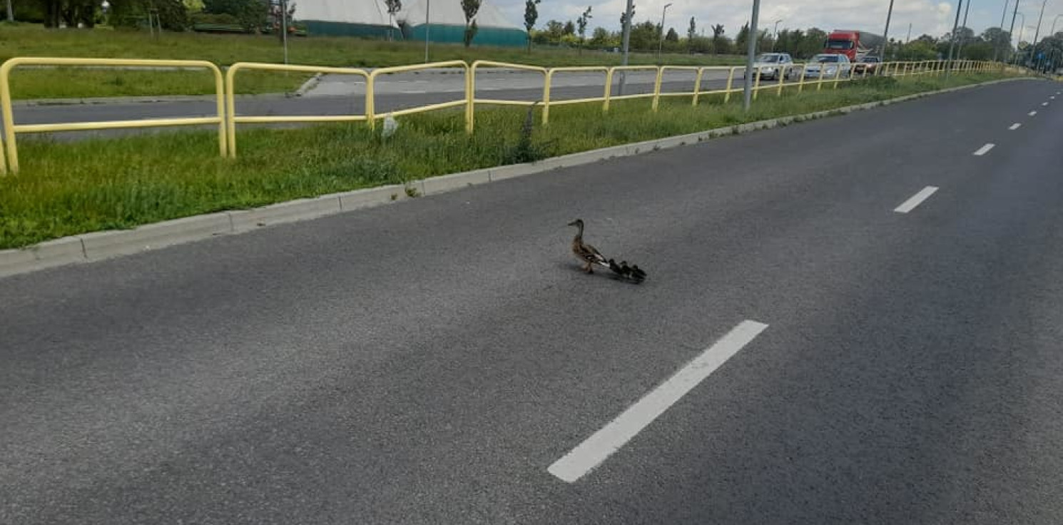 Inowrocław - Kacza rodzina na ruchliwej ulicy. Pomogli strażnicy
