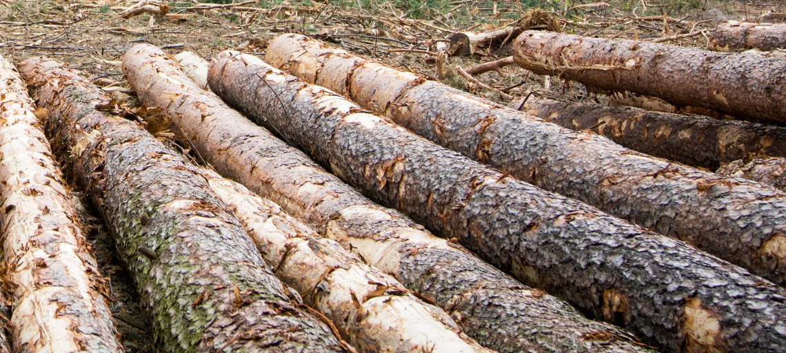 W lasach koło Inowrocławia brakuje drewna. "Zainteresowanie jest ogromne"