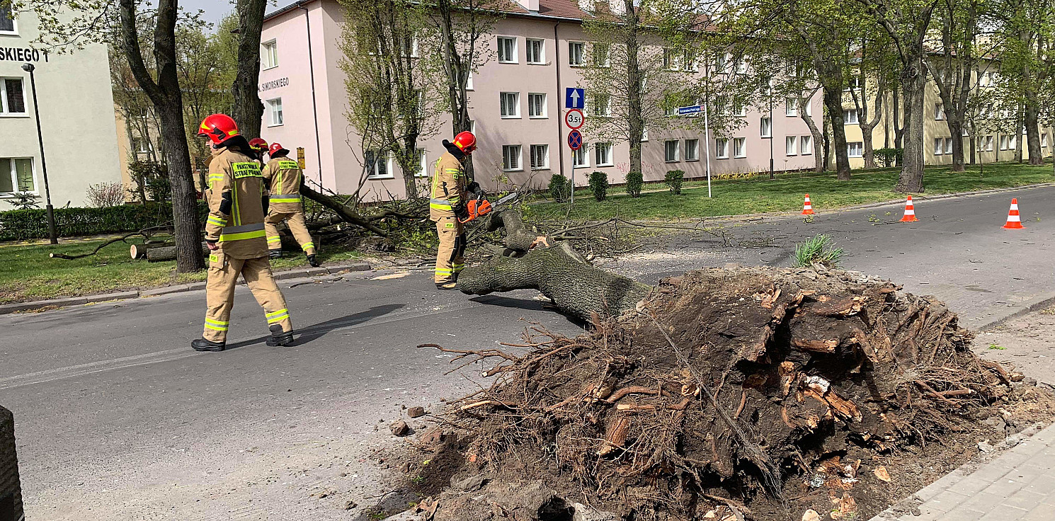 Inowrocław - Wichura powaliła drzewo na osiedlu Nowym