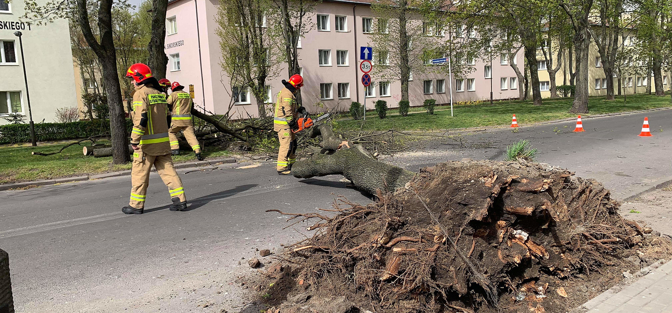Inowrocław - Wichura powaliła drzewo na osiedlu Nowym