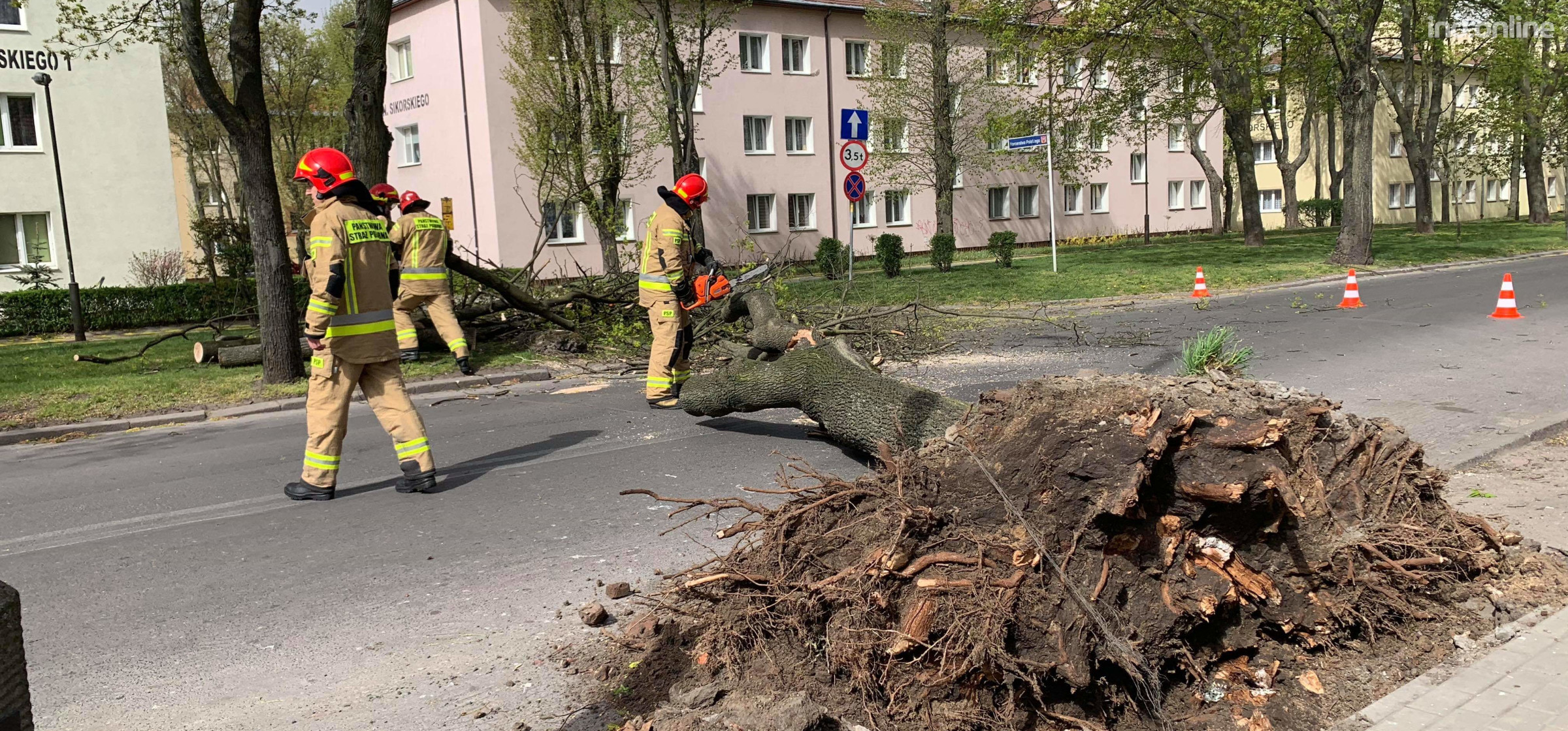 Inowrocław - Wichura powaliła drzewo na osiedlu Nowym
