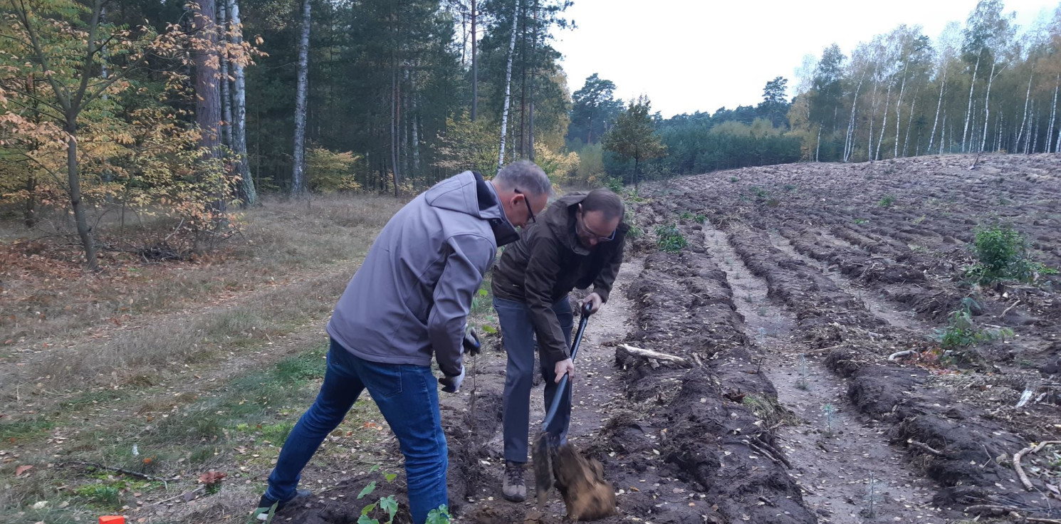 Gniewkowo - W Nadleśnictwie Gniewkowo sadzili drzewa... z ministrem