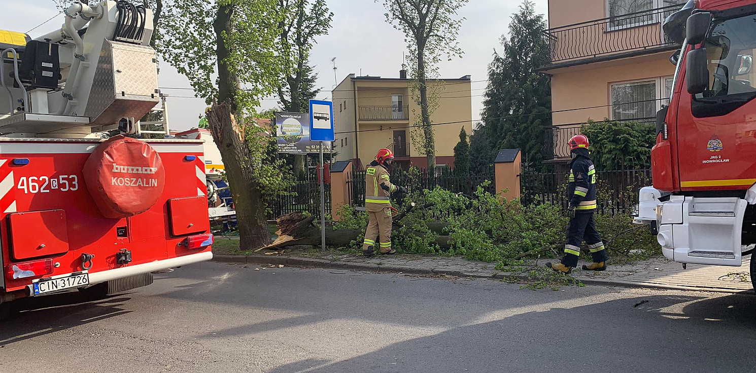Inowrocław - Kolejne drzewo powalone przez wichurę