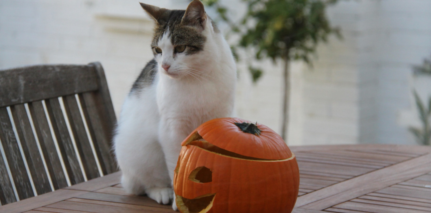 Inowrocław - Koty Niczyje organizują "Halloweenowe Drzwi Otwarte”