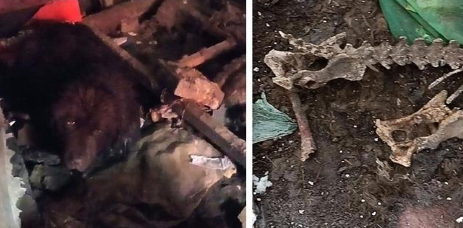 Inowrocław - Pieski z Jacewa dochodzą do zdrowia. "Właścicielka hodowli odrzucała wszelką pomoc"