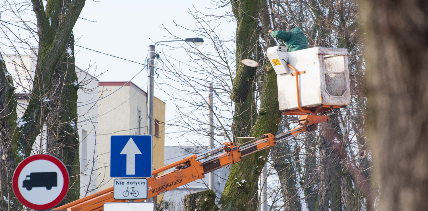 Inowrocław - Na Kasztanowej piły poszły w ruch. Usuwają 2 drzewa