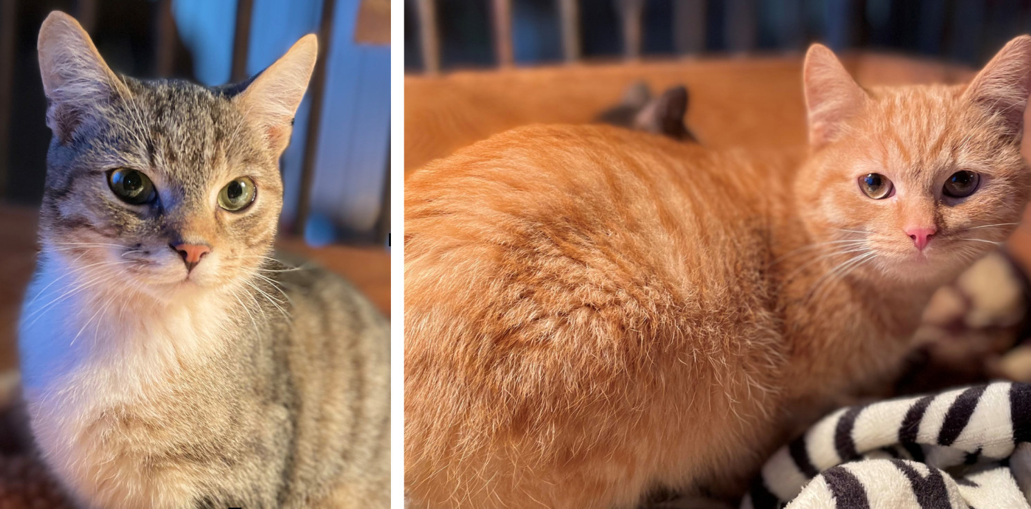 Inowrocław - Miłość na kocią łapę. Adoptuj futrzaka ze schroniska