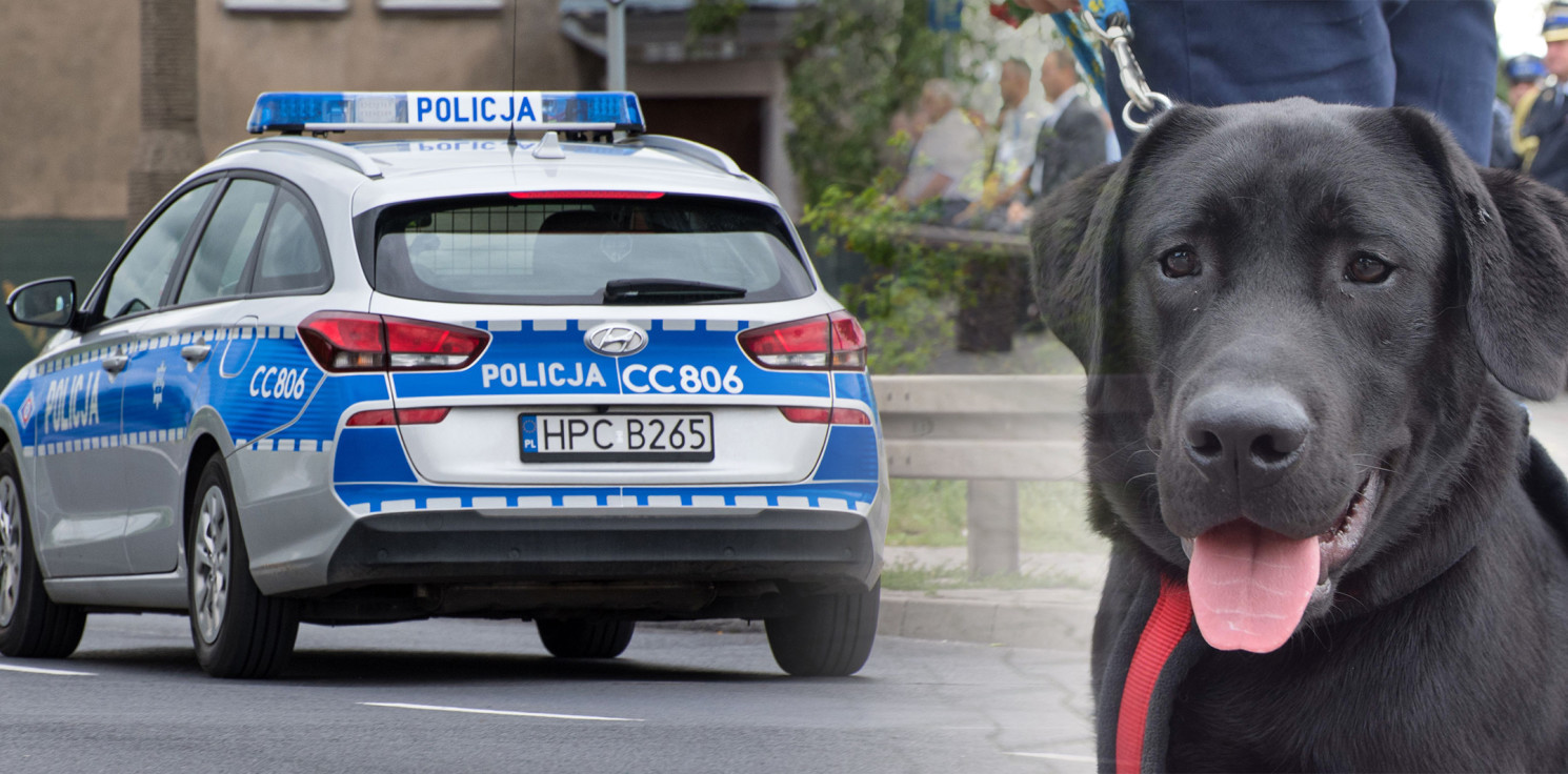 Inowrocław - Nissan potrącił labradora. Policja szuka świadków
