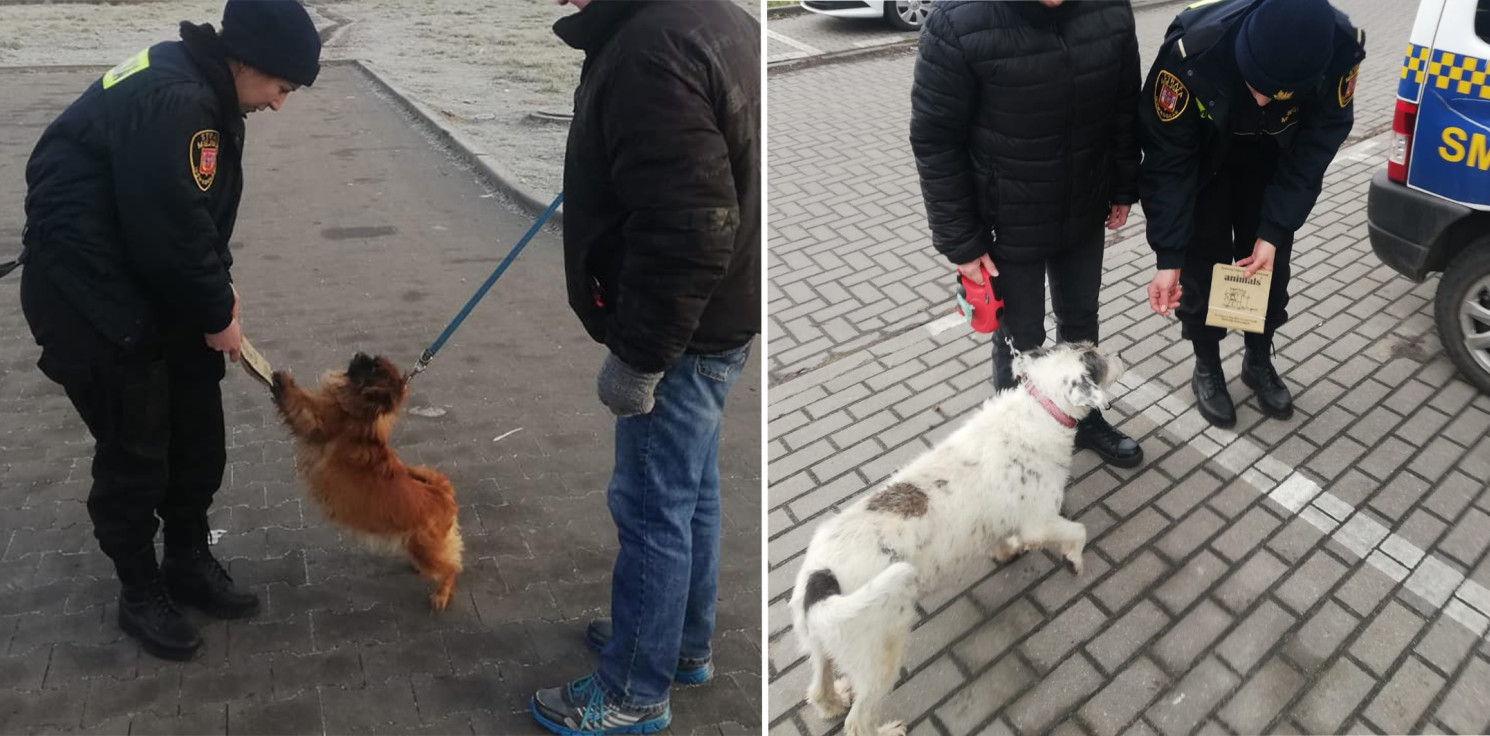Inowrocław - Strażnicy miejscy rozdawali psie pakiety