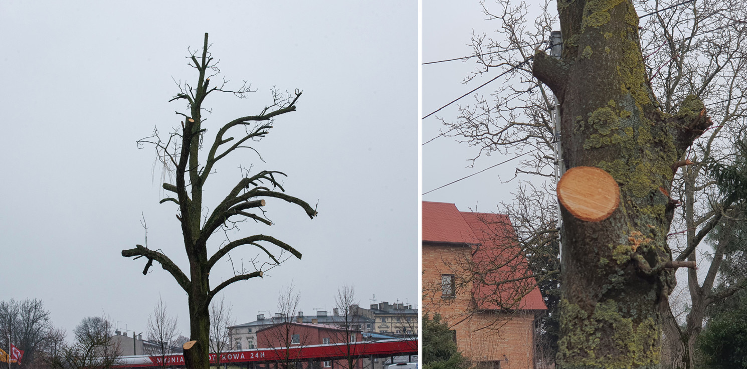 Inowrocław - Internautka: To się nazywa kaleczenie drzew